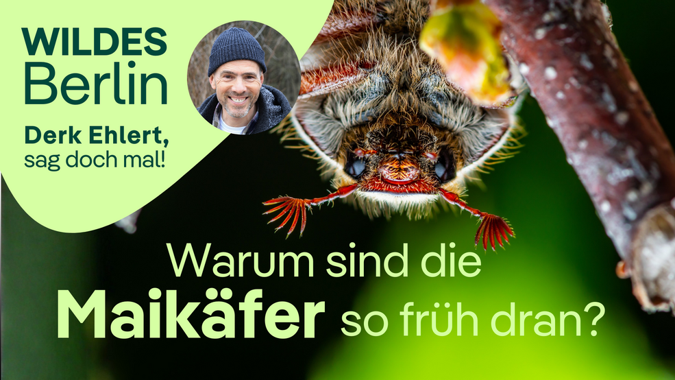 Derk Ehlert, sag doch mal! Warum sind die Maikäfer so früh dran?