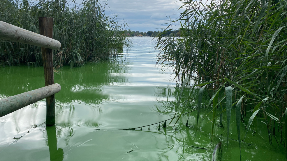 Bild Blaualgen im Wasser 