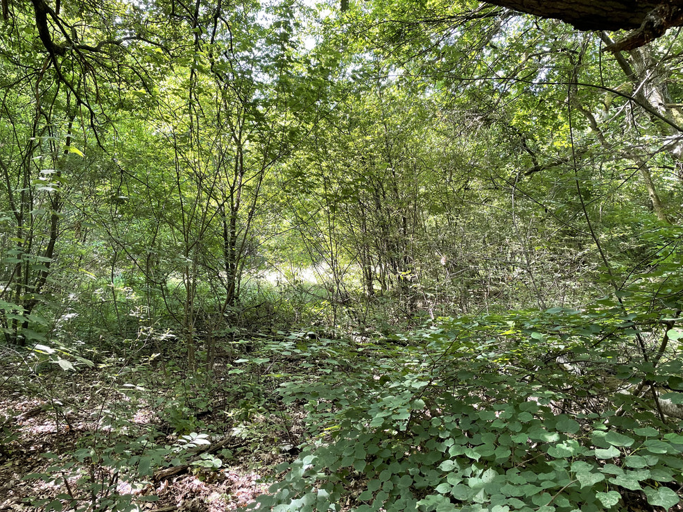 Neue Wiesen vor der Renaturierung - Diashow