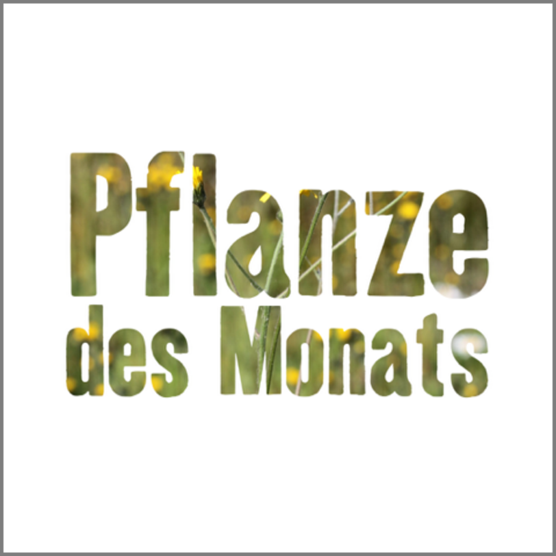 Vorschaubild Instagram: Pflanze des Monats