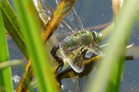Große Königslibelle