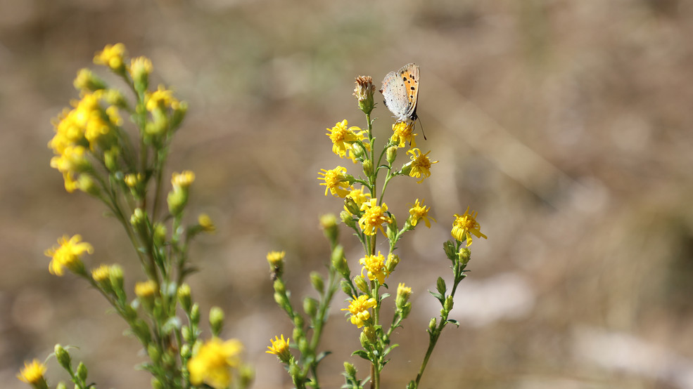 Vorschaubild Pflanze des Monats Oktober