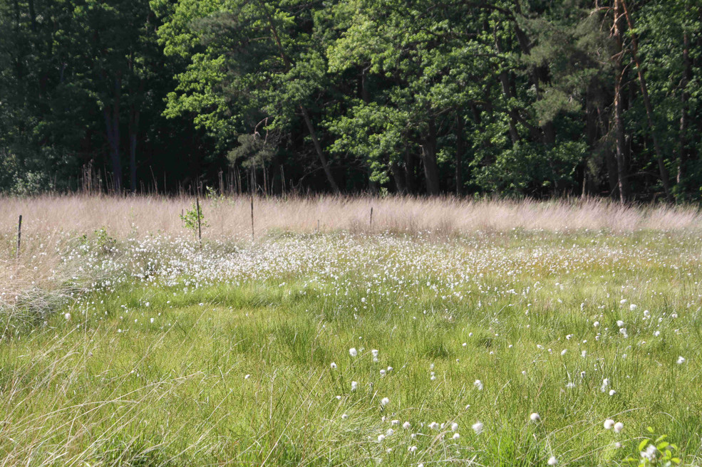 Im Frühjahr 2014 blühen und fruchten Wollgräser auf den neu besiedelten Torfflächen