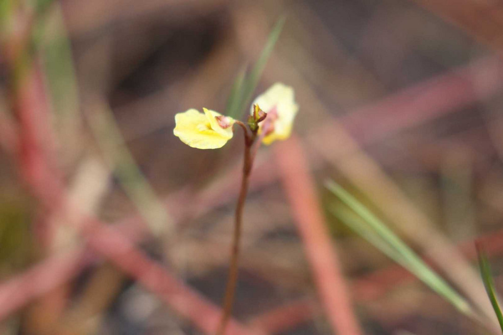 Kleiner Wasserschlauch