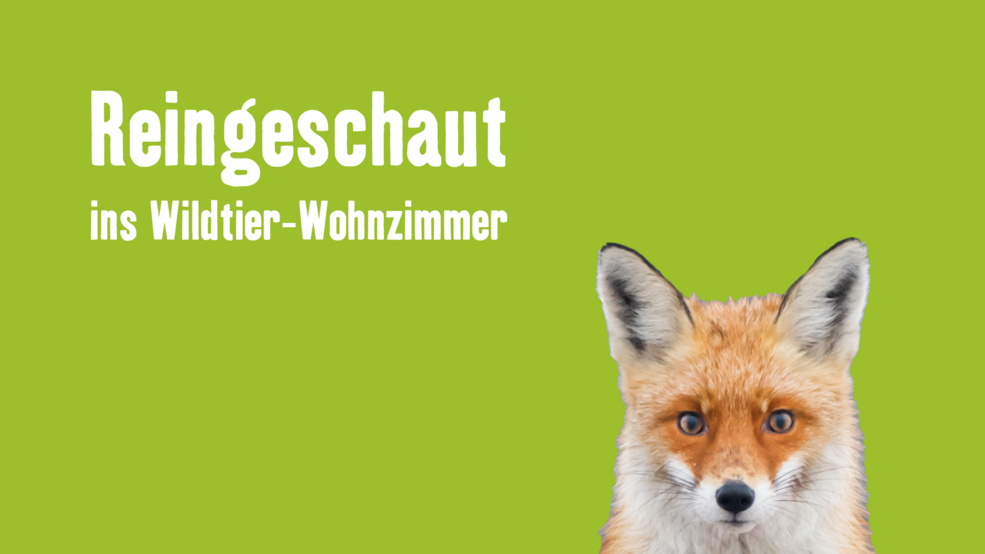 Titelbild Blogartikel Wildtierkamera-Best-of