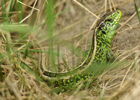 Vergrößern Zauneideche 10. Platz