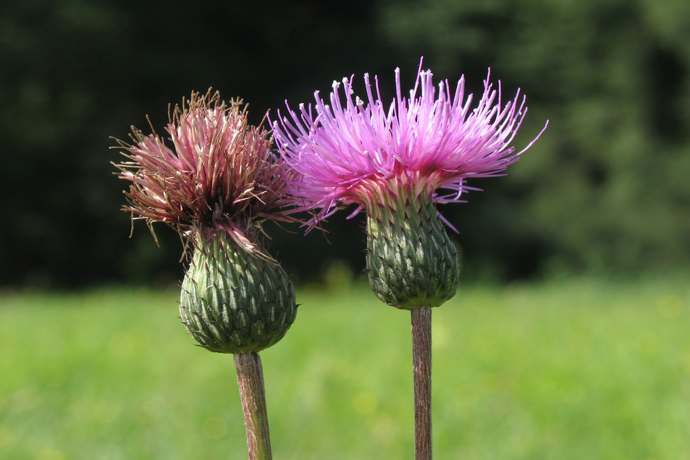 Graue Kratzdistel