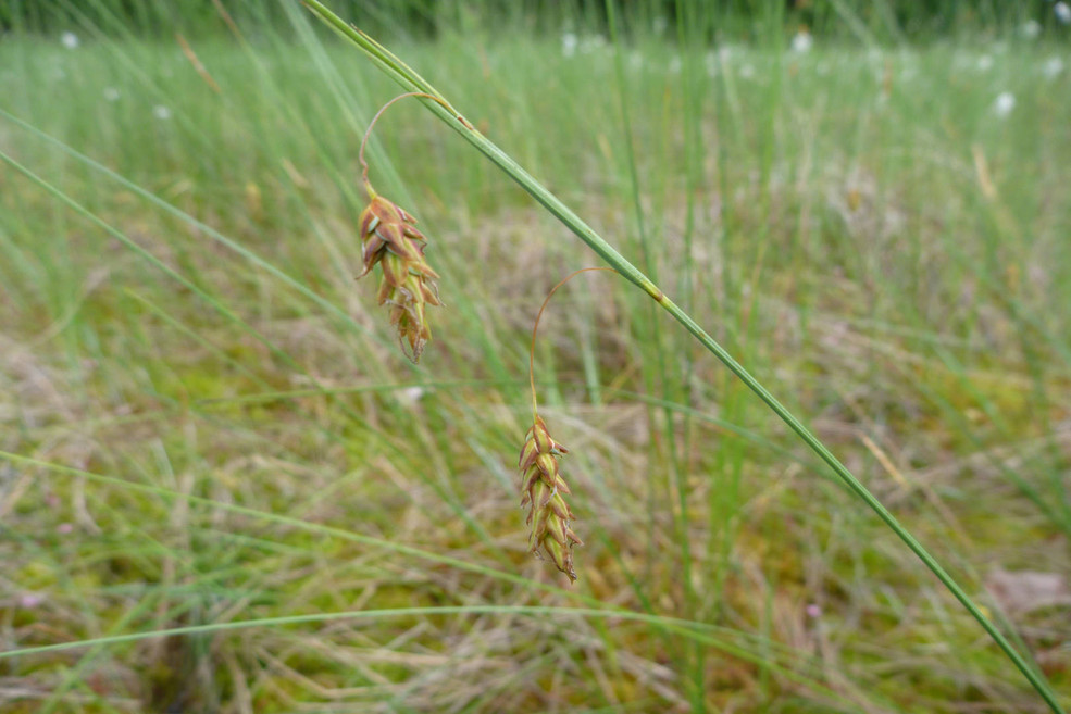 Schlamm-Segge