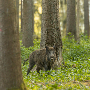 Vorschaubild "Wilde Tiere in Berlin"