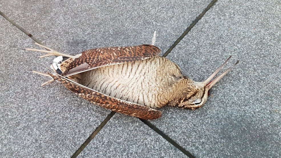 Vorschaubild Blogbeitrag Vogelschlag