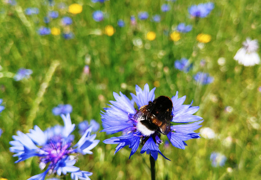 Pressebild 7 Wildblumenwiese