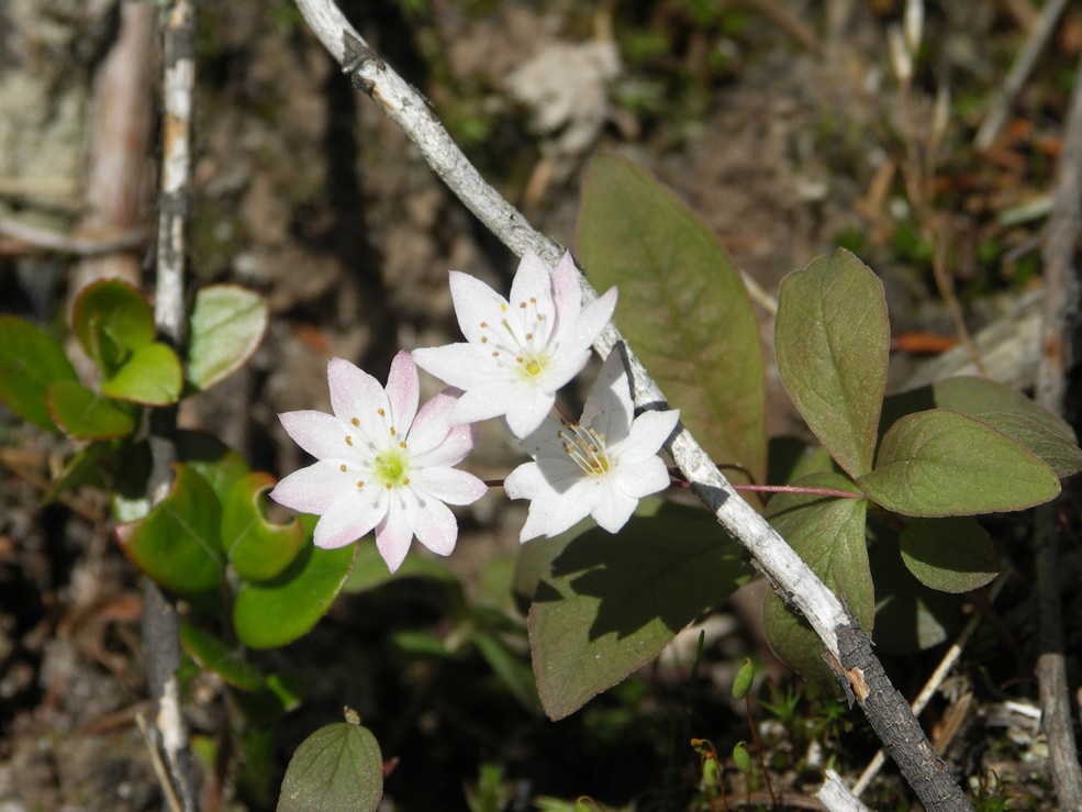 Europäischer Siebenstern