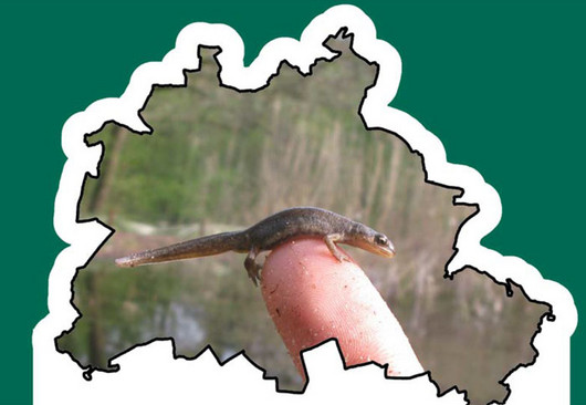 Bestimmungshilfe für Amphibien