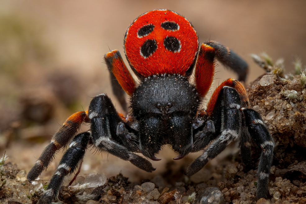 Rote Röhrenspinne, fotografiert von Alexis Tinker-Tsavalas