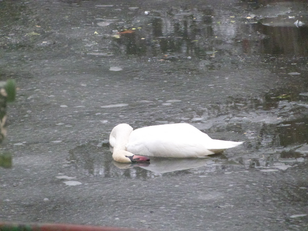 Toter Schwan im Eis