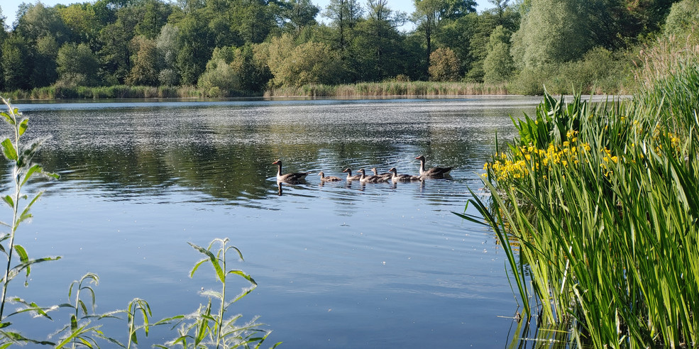 Malchower See und Flora und Fauna