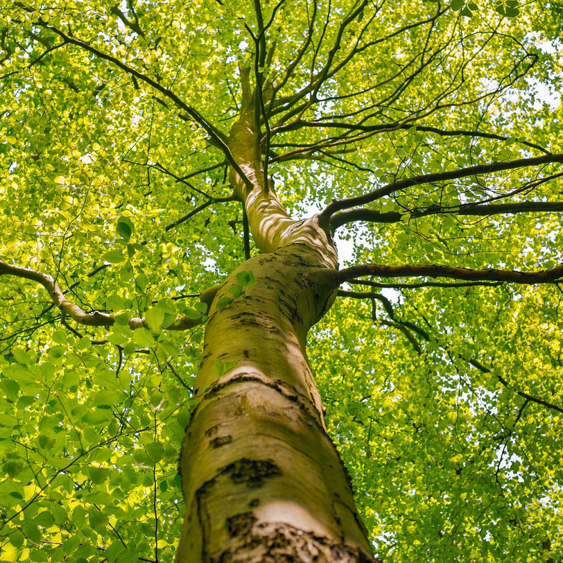 Vorschaubild Nemo Angebot "Lebensraum Baum"
