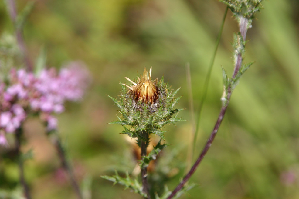 Golddistel