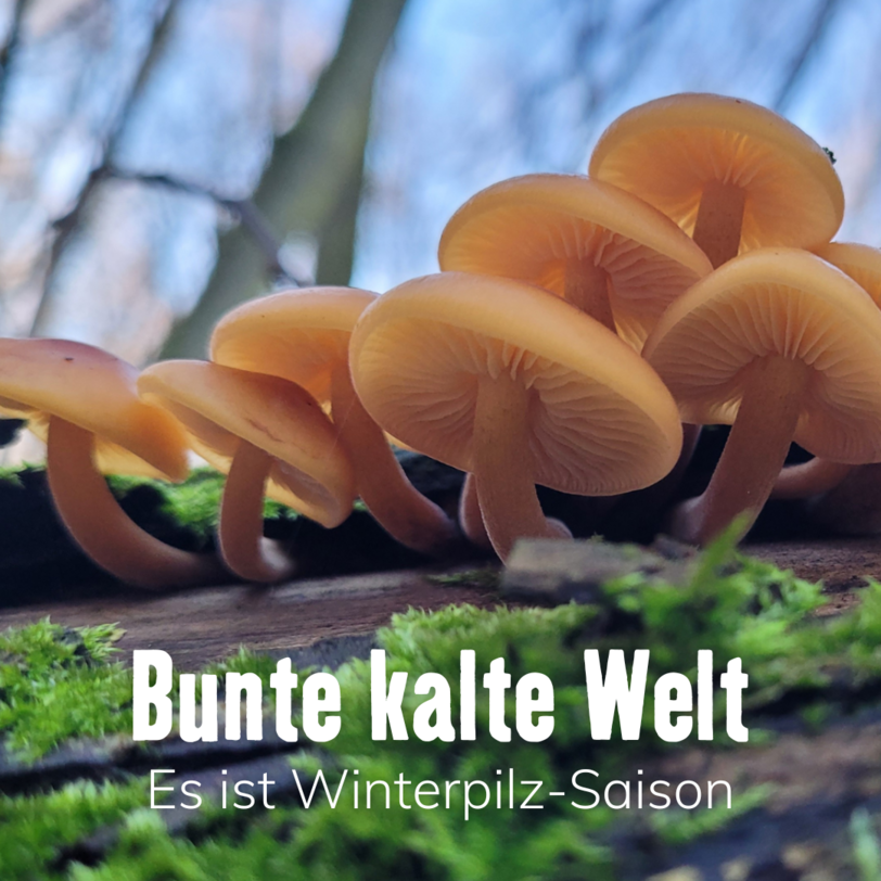 Titelbild Blogartikel Winterpilze 