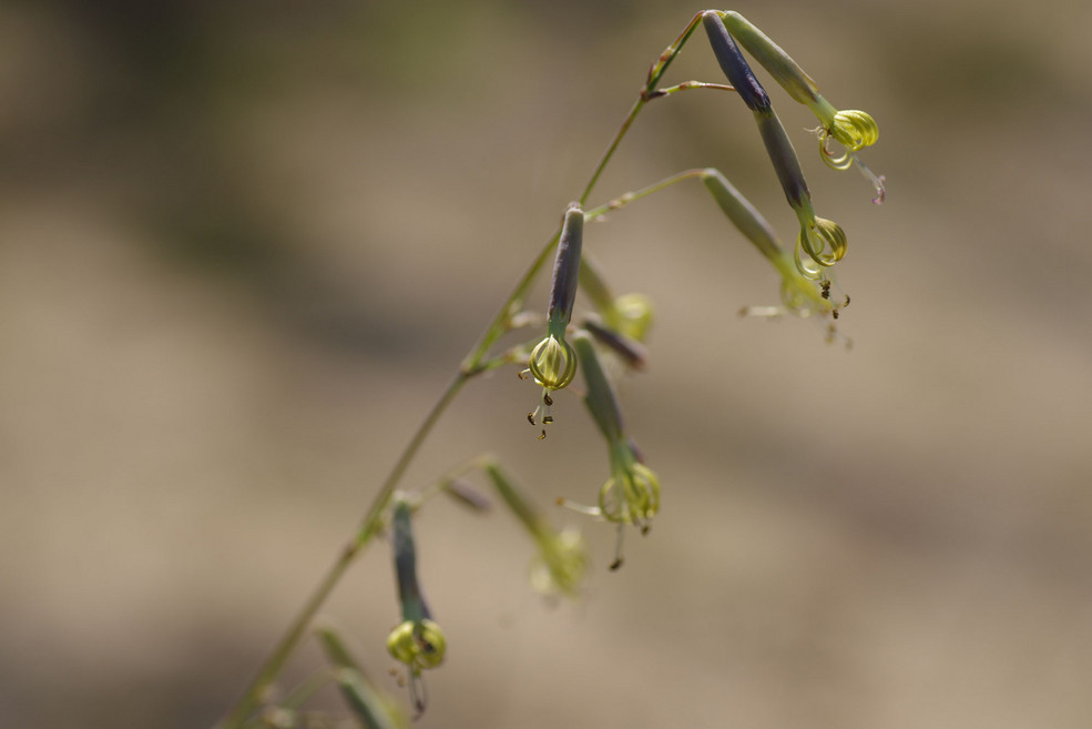 Grünblütiges Leimkraut