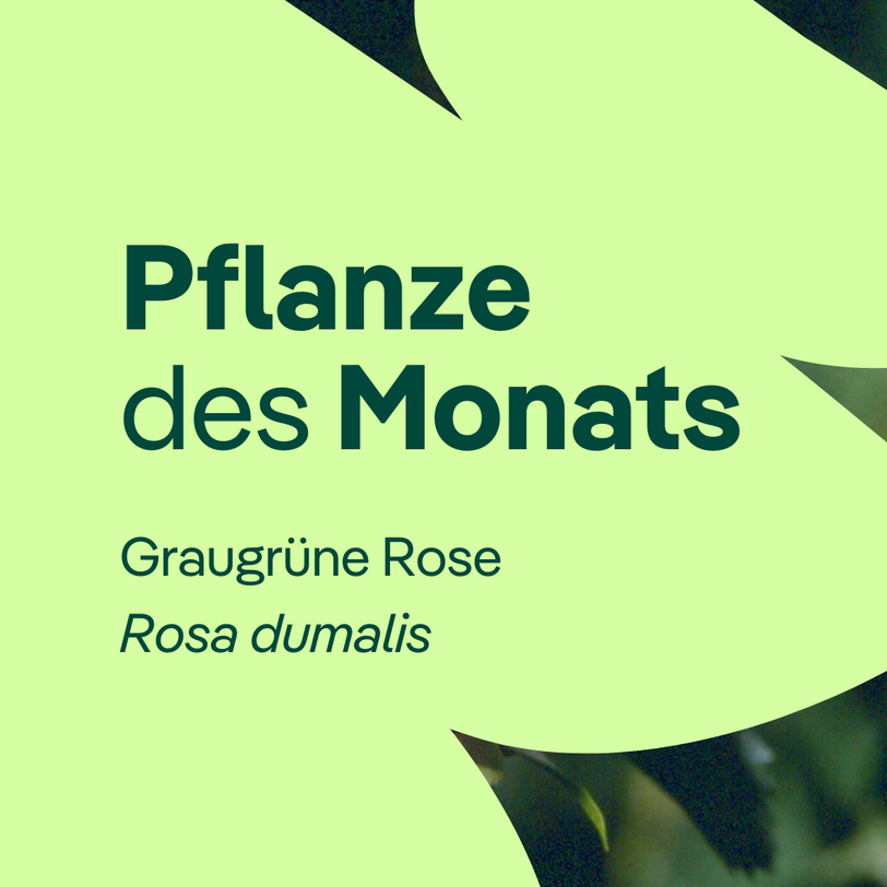 Titelbild Pflanze des Monats November 2025