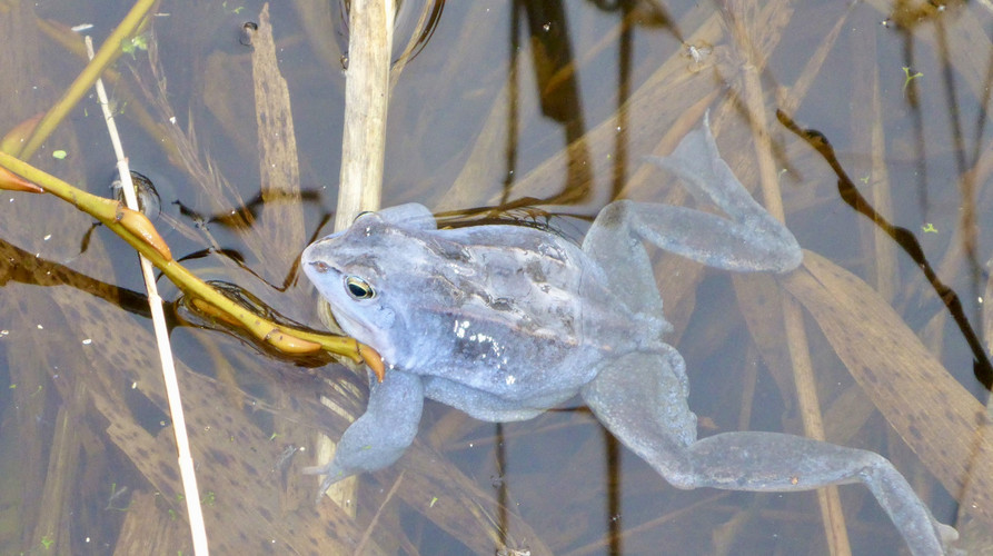 Vorschaubild Moorfrosch