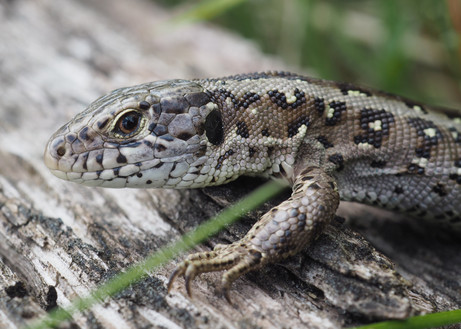 Vergrößern 15. Platz Zauneidechsen