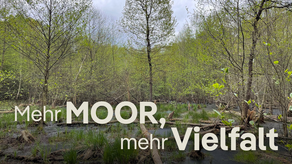 Mehr Moor, mehr Vielfalt