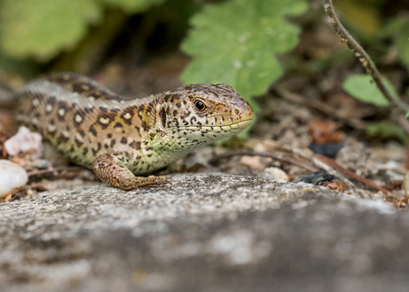 Vergrößern Zauneidechse 9. Platz