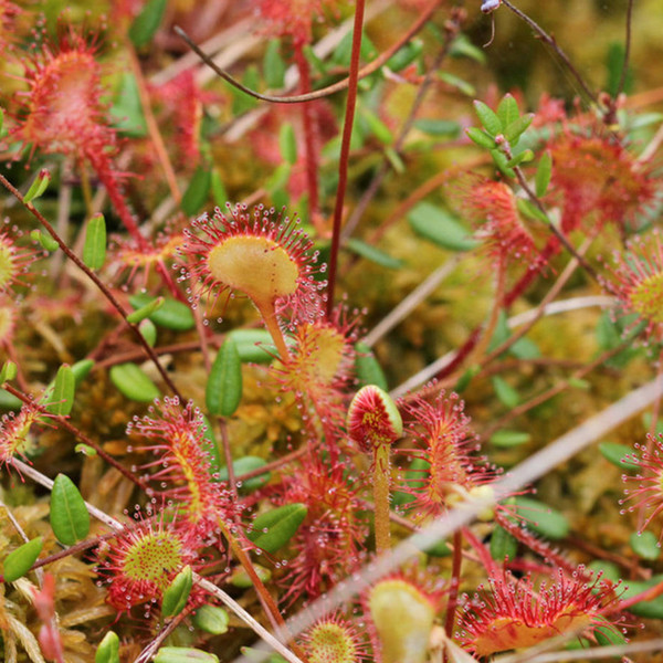 Vorschaubild Spende "Moorrenaturierung" - Sonnentau