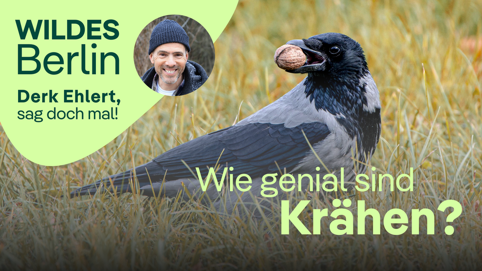 Derk Ehlert, sag doch mal! Wie genial sind eigentlich Krähen?