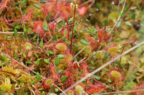 Rundblättriger Sonnentau