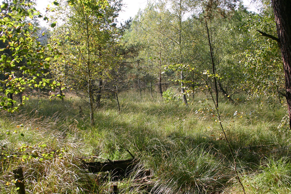  Birken- und Faulbaum-Aufwuchs sind Störungszeiger auf dem entwässerten Moorstandort