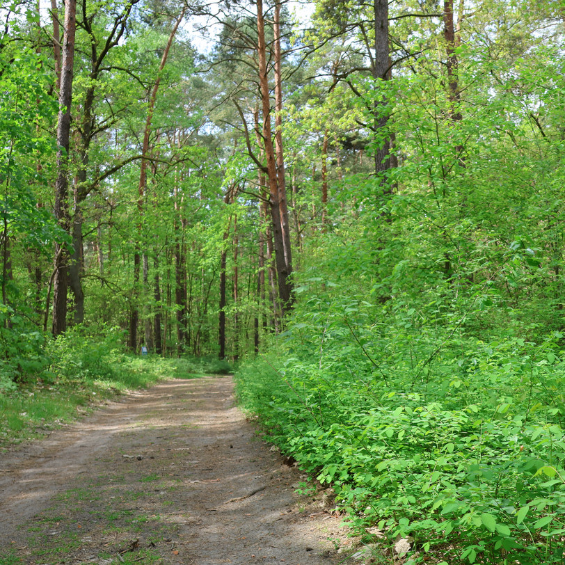 Vorschaubild Blogbeitrag Waldvision