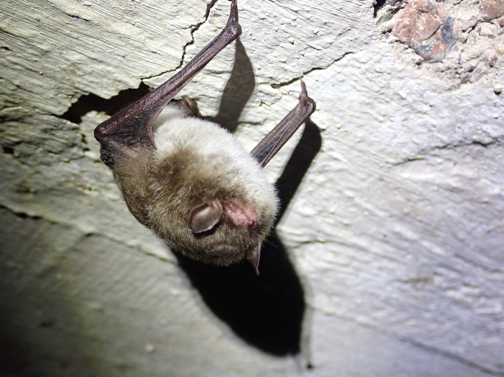 Fledermaus