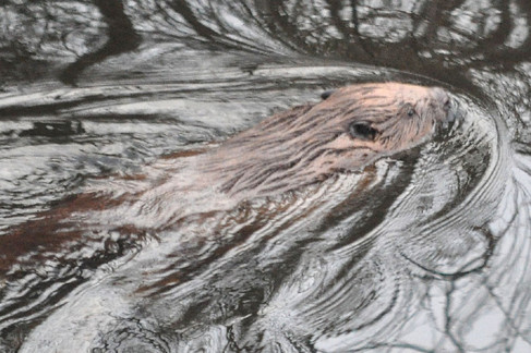 Biber im Teltowkanal