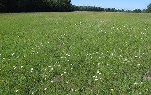 Schopf-Kreuzblümchen