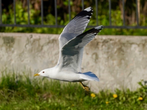 Sturmmöwe