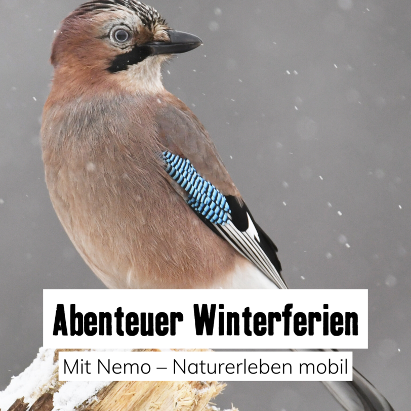 Titelbild Nemo Winterferienprogramm 