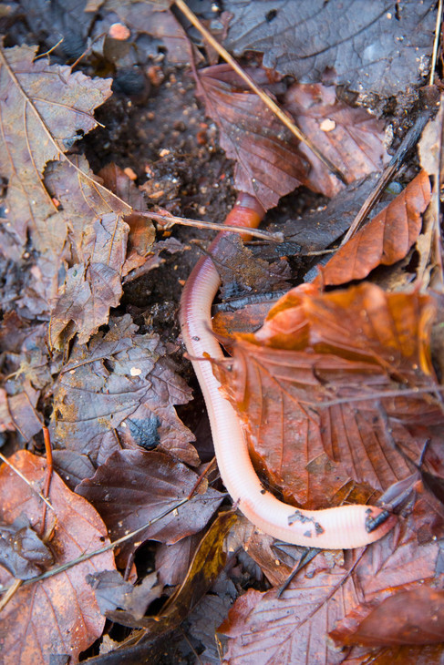 Regenwurm Laub