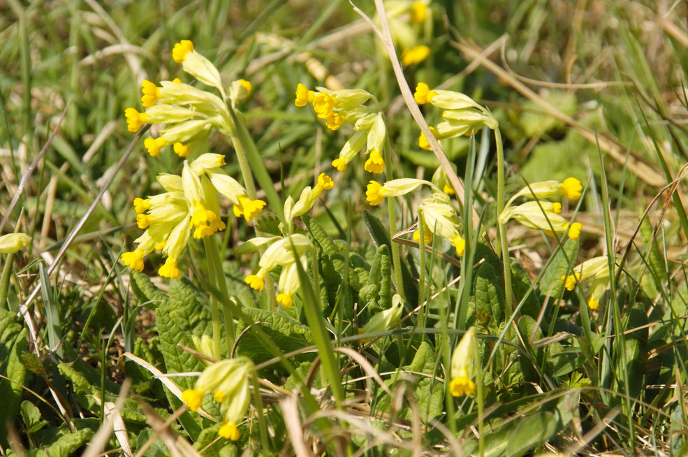 Wiesen-Schlüsselblume