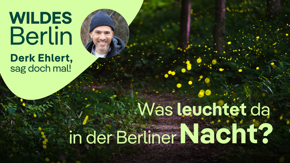 Derk Ehlert, sag doch mal! Was leuchtet da in der Berliner Nacht? Glühwürmchen!