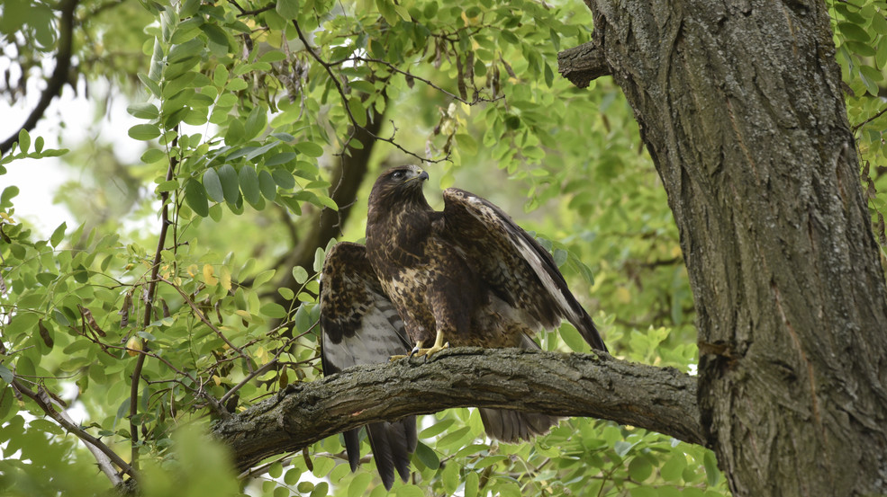 Mäusebussard