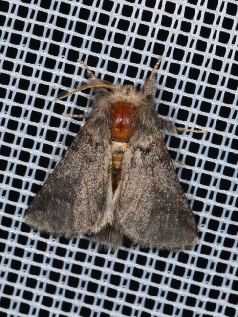 Eichenprozessionsspinner