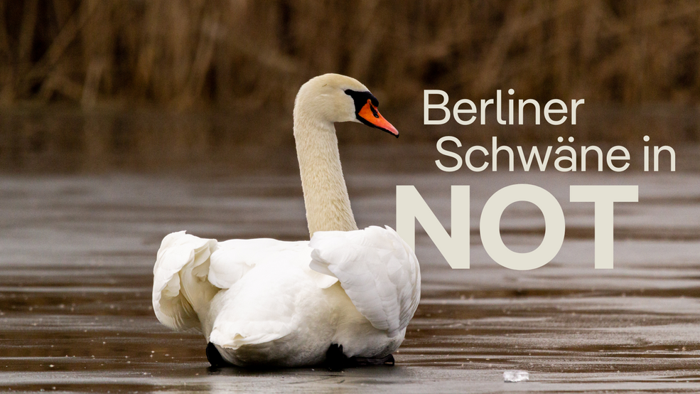 Berliner Schwäne in Not
