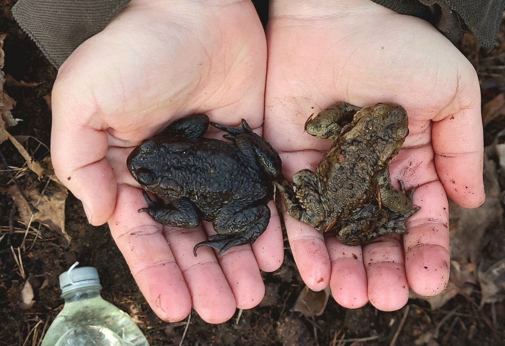 Zwei Erdkröten, eine davon ist auffallend dunkel gefärbt