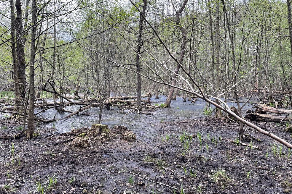 Versunkener See vor der Renaturierung