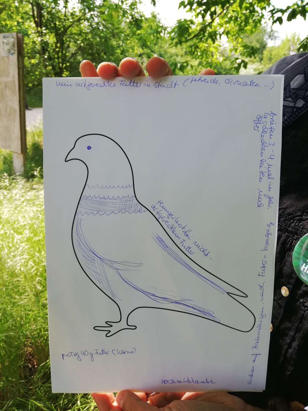 Die Zeichnung einer Taube mit Beschriftungen ist zu sehen.