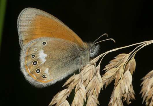 Rotbraunes Wiesenvögelchen