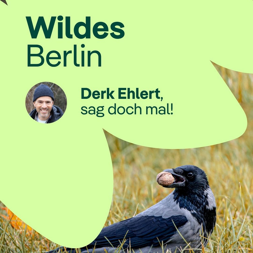 Derk Ehlert sag doch mal, wie genial sind Krähen?